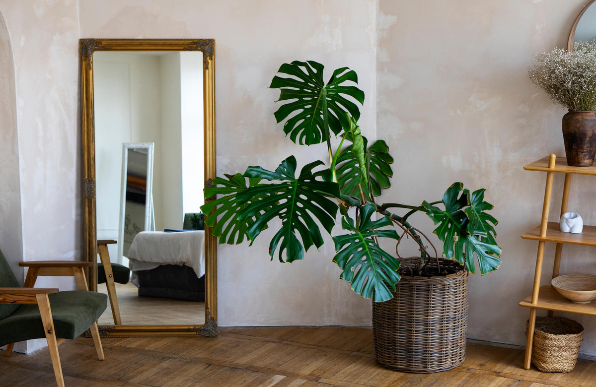 Stylish interior featuring warm wood herringbone flooring, a full length vintage mirror, a lush monstera plant, and soft neutral décor.