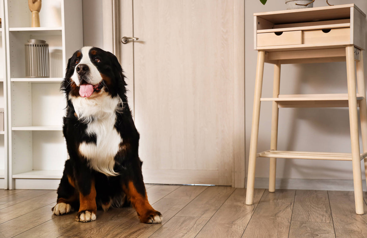 A Bernese Mountain Dog sitting on wood look tile flooring in a modern home interior with light cabinetry and shelving.
